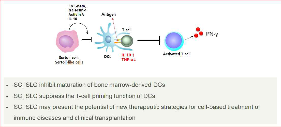 SC, SLC의 면역제어 특성 확인
