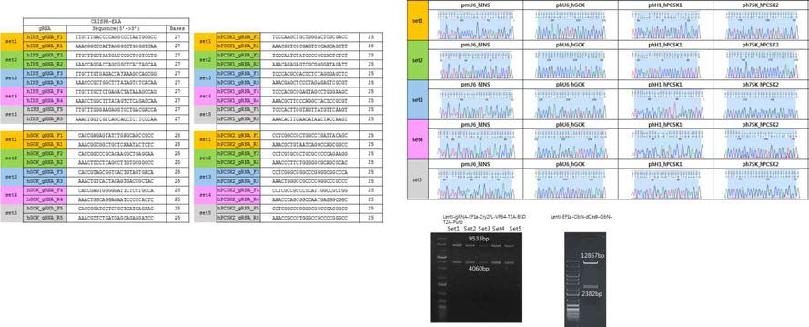 광유전체-디캐스9-gRNA DNA 벡터 제작. gRNA서열, 시컨싱 결과 및 클로닝 검증