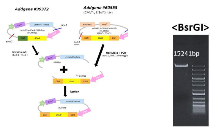 CibN-dCas9-CibN 벡터를 렌티 바이러스 백본에 삽입
