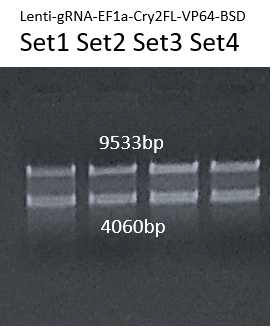 gRNA-CRY2-VP64 렌티바이러스 벡터를 제한효소 SpeI으로 절단한 DNA 크기 확인