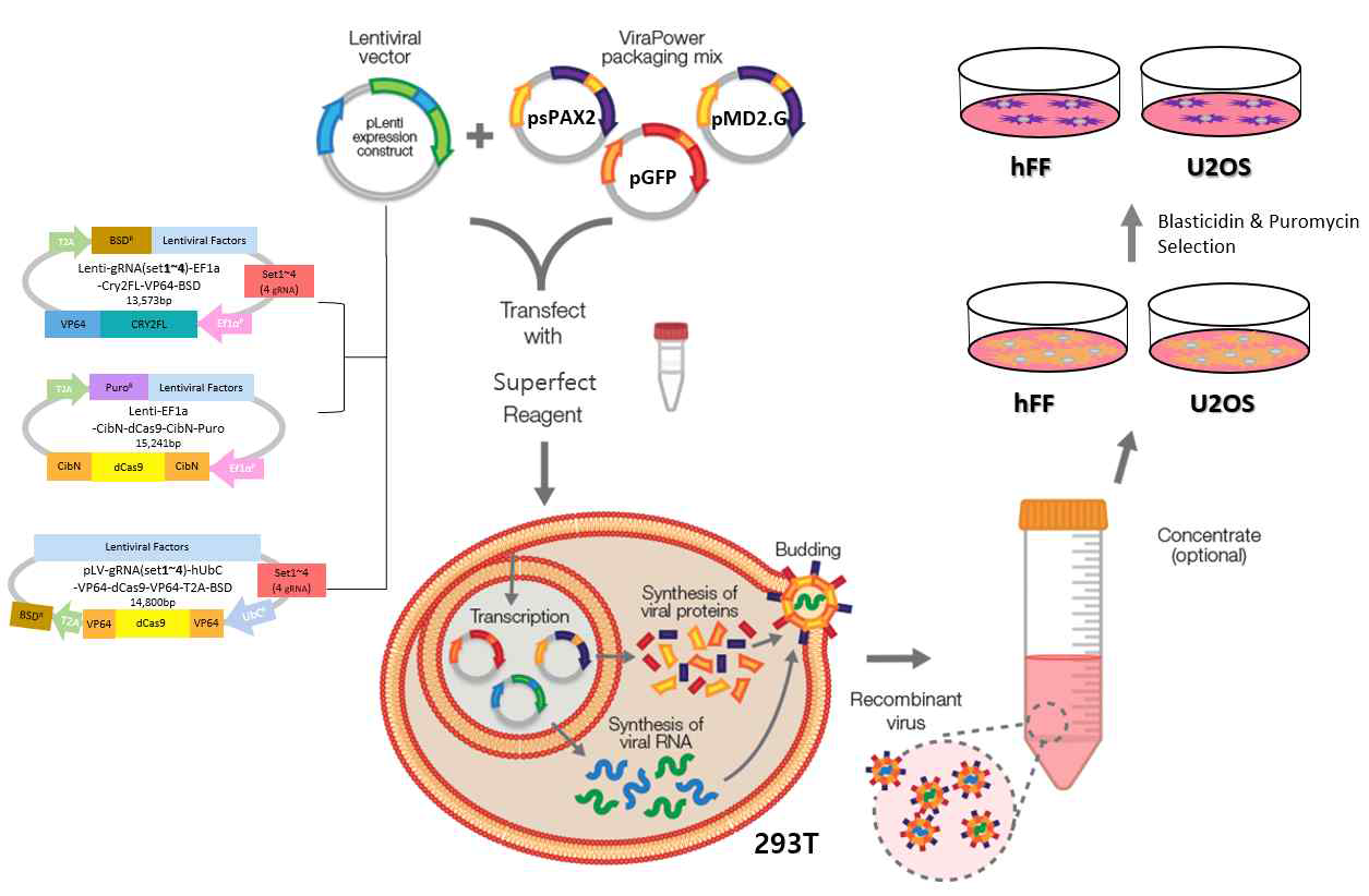청색광-디캐스9 매개의 표적 유전자 과발현 렌티바이러스 제작
