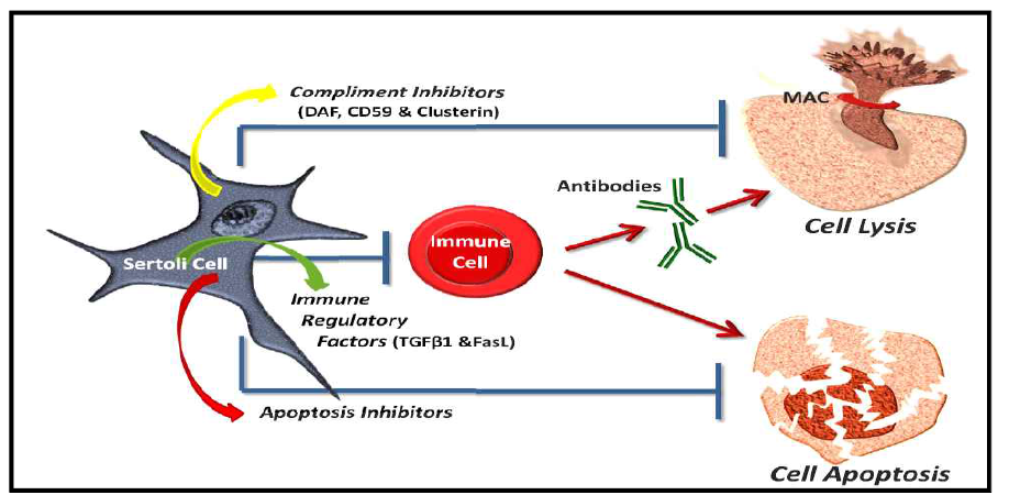 세르톨리세포의 면역학적 기능 모식도 (Cupp, Biol Reprod 2014)