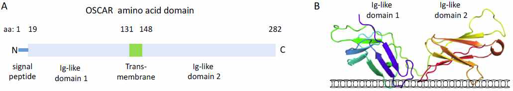 OSCAR의 amino acid domain (A)과 단백질 crystal structure (B). (B 출처: Blood, 2016)