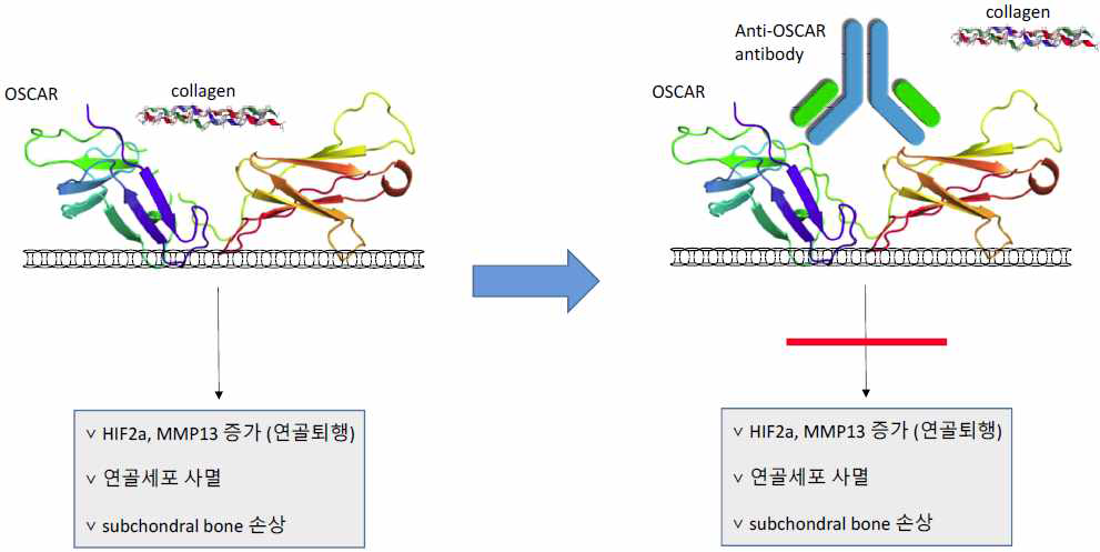 Anti-OSCAR 항체의 mode-of action