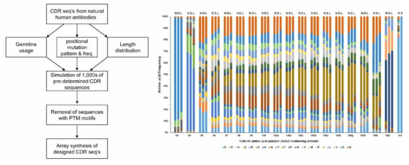 신개념 합성 항체 라이브러리의 설계 기법(좌) 및 구축된 라이브러리의 서열적합도 품질의 확인 (우)
