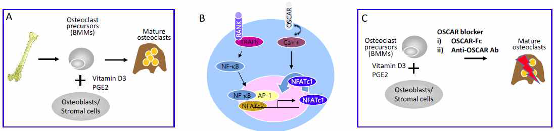 세포학적 OSCAR 작용 개요. (A) 공동배양법에 의한 파골세포 분화. 골수유래 전구세포, 즉 대식세포 (혹은 단핵구)와 조골(기질)세포를 공동배양하고 배양액에 비타민 D3와 prostaglandin E2를 첨가하면 시험관내 파골세포 분화가 가능하다. 이 방법을 통해 파골세포의 분화 성숙이 시험관내에서 가능하며 세포분화인자가 조골세포에서 기원된다는 사실이 밝혀졌다. (B) RANK와 OSCAR에 의한 파골세포 분화 신호전달 개요. RANK 수용체는 세포분화의 필요충분조건으로 작용하며, OSCAR는 필요조건으로 작용한다. (C) 전구세포와 조골세포의 공동배양 시, OSCAR blocker (예로 OSCAR-Fc 또는 OSCAR 항체)에 의해 파골세포의 분화성숙이 억제된다