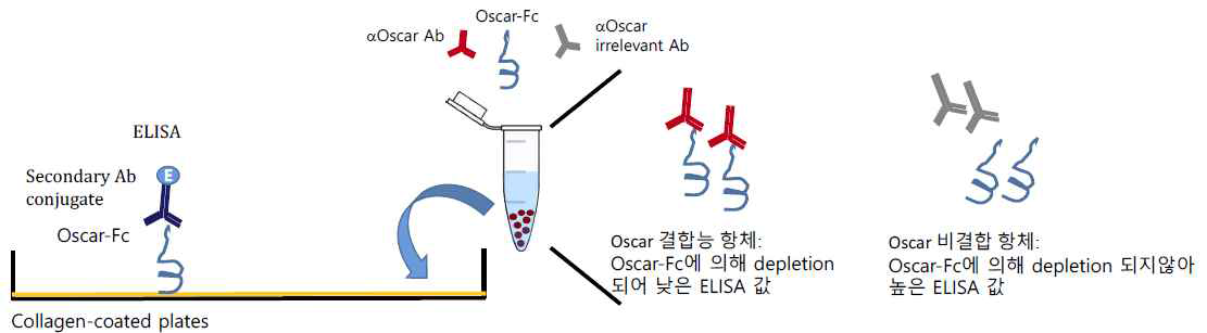 항 OSCAR 항체 스크리닝 (생화학적 방법) 개요. collagen이 코팅된 culture dish 표면에 항 OSACR 항체를 항원과 반응시킨 후, 섞어줌으로써 OSCAR 결합능 항체를 생화학적으로 분석할 수 있다