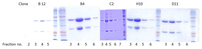 항 OSCAR 항체 IgG 정제 결과. Protein A/G affinity chromatography로 정제하였으며 fraction 3-5번 사이에서 대부분의 IgG가 분리되었다. 중쇄 (~ 50 kDa)와 경쇄 (~25 kDa)를 확인할 수 있음