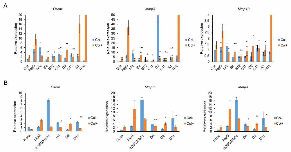 항 OSCAR 항체의 cross-linking bioassay 분석 결과. (A) 그림 22에서 선별된 OA 마커들은 본 연구진의 연구로 개발된 항-OSCAR 항체를 이용한 실험을 통해 생쥐 연골세포 (ATDC5)에서agonist/antagonist 역할을 확인함. (A)에서 확인된 antagonist 역할의 항체 (B4, D2, D11)는 인간 연골세포 (C28/I2)에서도 OSCAR 신호를 차단함으로써 collagen에 의해 유도된 OA 마커를 억제하는 것을 확인함