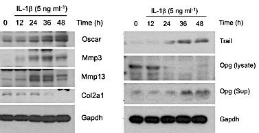 IL-1β에 의한 OSCAR의 발현 증가. 생쥐 유래 배양연골세포에서 OSCAR 및 골관절염 조절 인자의 발현정도를 확인하기 위해 IL-1β를 처리함