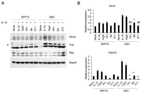 항 OSCAR 항체에 의한 OSCAR 신호저해. Collagen 과 IL-1β에 의해 증가된 OSCAR-연골세포사멸 신호가 B4, D11에 의해 저해되는 것을 확인함