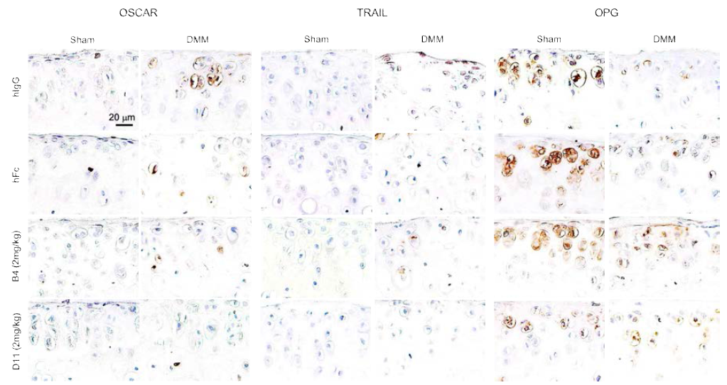 생쥐 무릎 연골 조직에서 항 OSCAR 항체의 신호전달 저해능력 검증. 생쥐에 OA 유도 실험을 한뒤 B4와 D11을 관절주사 했을 때 세포에서 확인한 바와 마찬가지로 연골세포사멸 신호인 TRAIL을 억제하고 OPG를 회복하는 것을 immunohistochemistry로 검증함