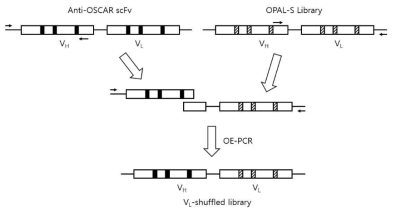 경쇄 라이브러리 (VL-shuffled library)를 제작하기 위한 PCR 전략. 항 OSCAR 항체의 VH 부위와 OPAL-S (카파 및 람다 경쇄)의 VL 부위를 JH 부위에서 중첩되도록 PCR 하여 overlap extension PCR을 통해 조립함으로써 B4, D11 클론에 대한 경쇄 라이브러리를 제작함