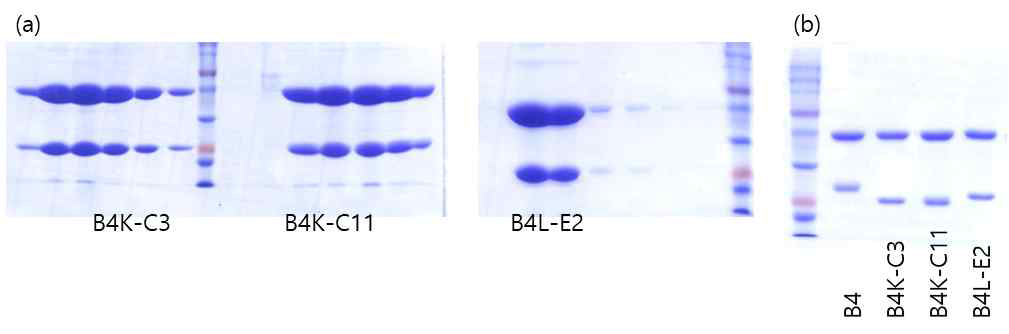 (a) B4 유래 최적화항체 B4K-C3, B4K-C11, B4L-E2 정제의 크로마토그래피 분획들에 대한 SDS-PAGE 결과, (b) Serial dilution ELISA를 위해 정량 후 동량의 IgG 항체를 SDS-PAGE로 분석한 결과