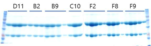 D11 affinity maturation 된 클론들의 IgG 정제 및 SDS-PAGE