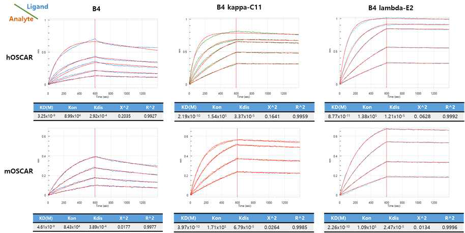 B4 및 친화도가 개선된 항체들의 Octet 분석 결과