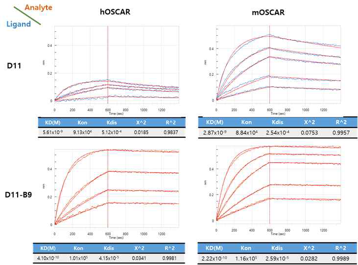 D11 및 친화도가 개선된 항체인 D11-B9의 Octet 분석 결과