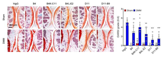 항 OSCAR 항체의 OA 질병모델에서의 조직학적 및 정량적 효능 분석