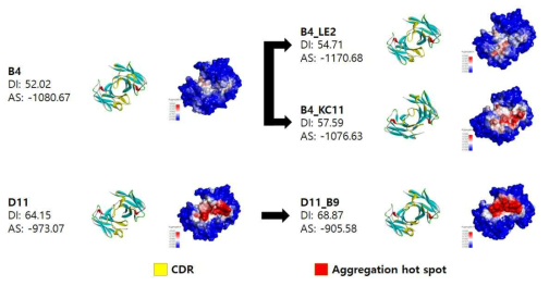 2종의 유효 항체(B4, D11)와 이를 활용해 친화력 성숙 과정을 통해 도출된 유효 항체 3종의 in silico 구조 분석