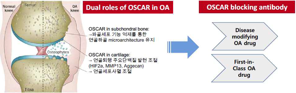 OA 타겟으로서 OSCAR의 역할 및 OSCAR 항체의 중요성