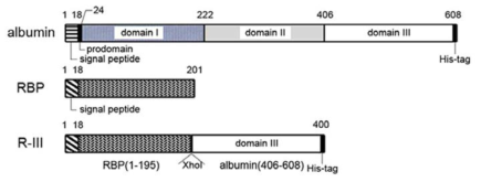 Schematic diagram of albumin-RBP fusion proteins, R-III