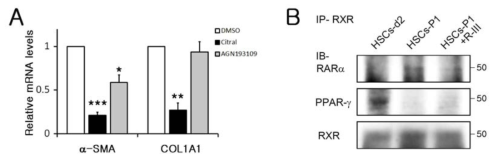 Retinoic acid is involved in hepatic stellate cell(HSC) activation