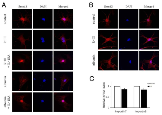 R-III treatment and albumin expression inhibits nuclear translocation of Smad3 in HSCs