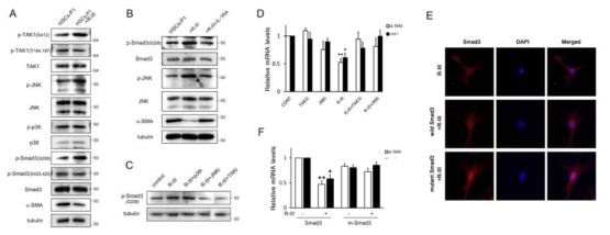 IL-1b induces linker phosphorylation of Smad3 in HSCs
