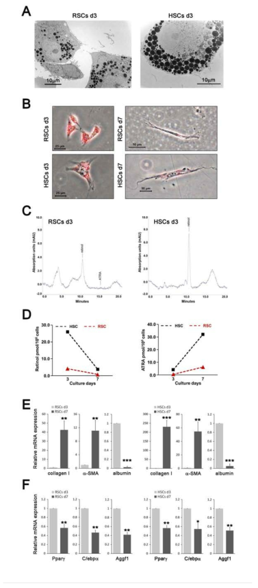 RSCs shares similar characteristics with HSCs