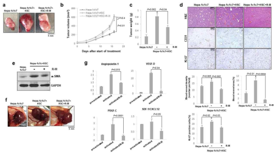 Subcutaneous tumor model을 이용한 R-III 항암효과 조사