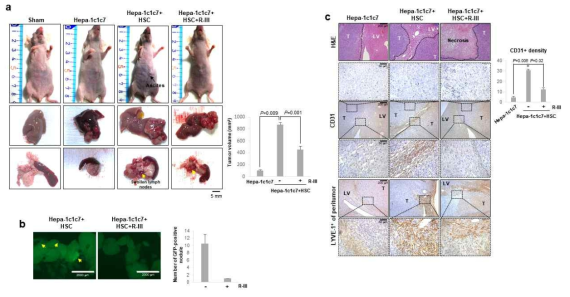 Orthotopic tumor model을 이용한 R-III 항암효과 조사