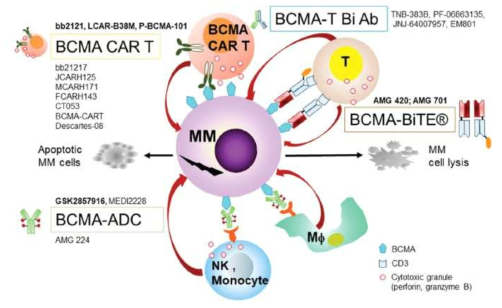 BCMA를 타겟으로 하는 MM치료제 개발 현황(Tai YT, Anderson KC. Expert Opin Biol Ther. 2019 19(11):1143-56.)