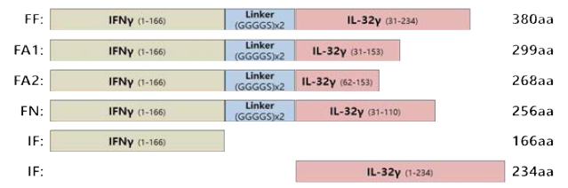 6종 IFNγ-IL32γ 치료용 유전자 constructs