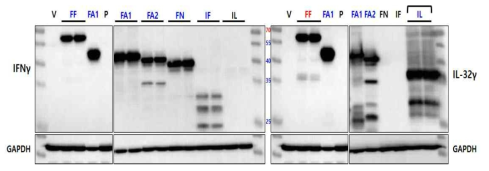 6종의 Lentiviral IFNγ-IL32γ (FF, FA1, FA2, FN, IF, IL) 발현