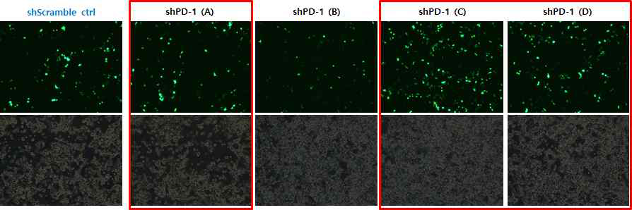 HEK293세포에서 4종의 GFP-shPD-1 확인