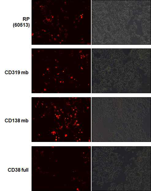 형광현미경에서 CD319, CD138, CD38-RFP의 발현 확인