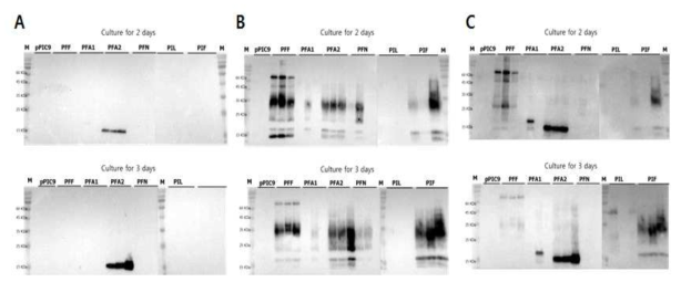 Western blot of IFNγ-IL32γ fusion proteins. A; anti-His tag antibody, B; anti-IFNγ antibody, C; anti-IL-32 antibody