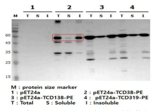 PE38-conjugated CD38 발현 확인