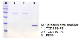 SDS-PAGE of immunotoxins after dialysis