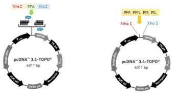 pcDNA3.4 TOPO vector와 5 constructs 클로닝 모식도