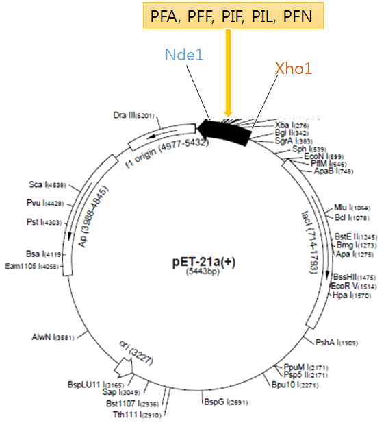 pET21a vector와 5 constructs 클로닝 모식도