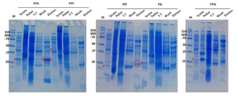 Bacteria system을 통한 IFNγ-IL-32γ Constructs 5종 발현 테스트 결과