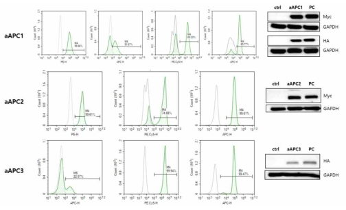 3종의 aAPC feeder cell line 제작 및 발현 검증