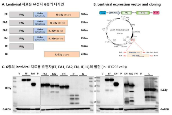 Lentiviral 치료용 유전자 구조 및 발현