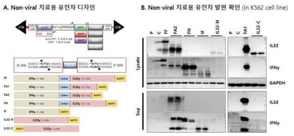 Non-viral 치료유전자 디자인 및 발현 확인