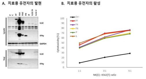 치료용 유전자 발현 NK세포주 제작