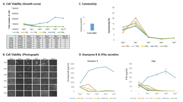 치료유전자 발현 NK세포주에 대한 irradiation 조건 확립