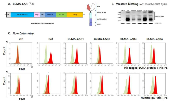 BCMA-CAR를 도입한 NK세포의 제작