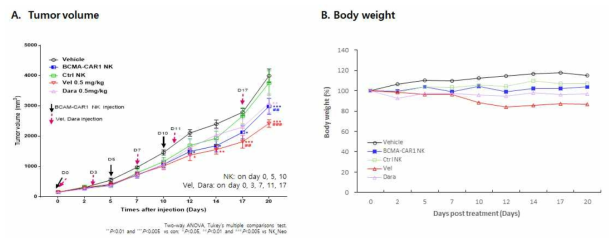 BCMA-CAR1 NK세포의 in vivo 항암 효능