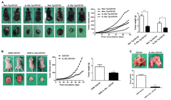 Lung cancer stem cell 모델에서의 IL32γ에 의한 in vivo 암 전이 억제 효능